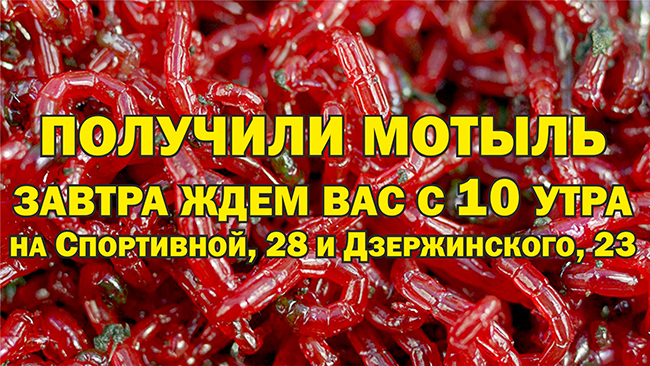 motxl 